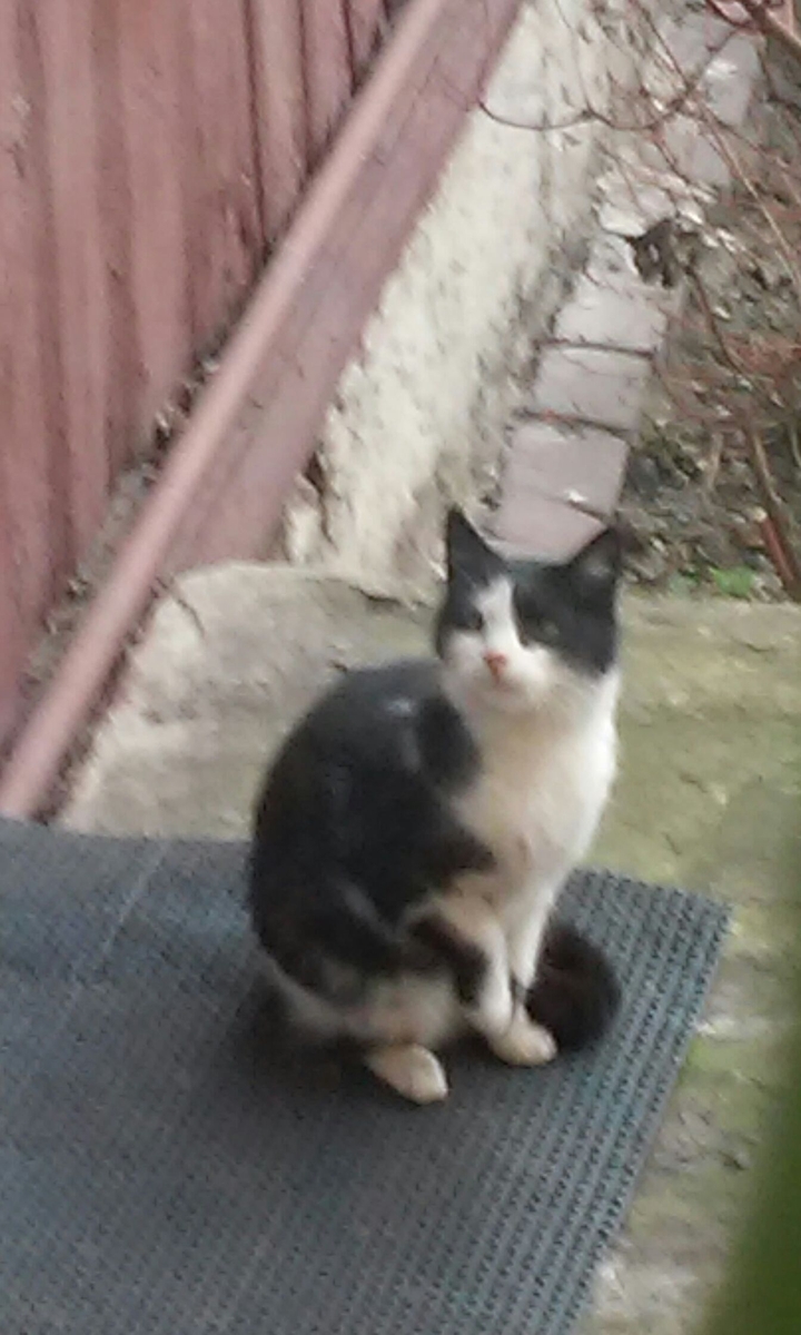 cat