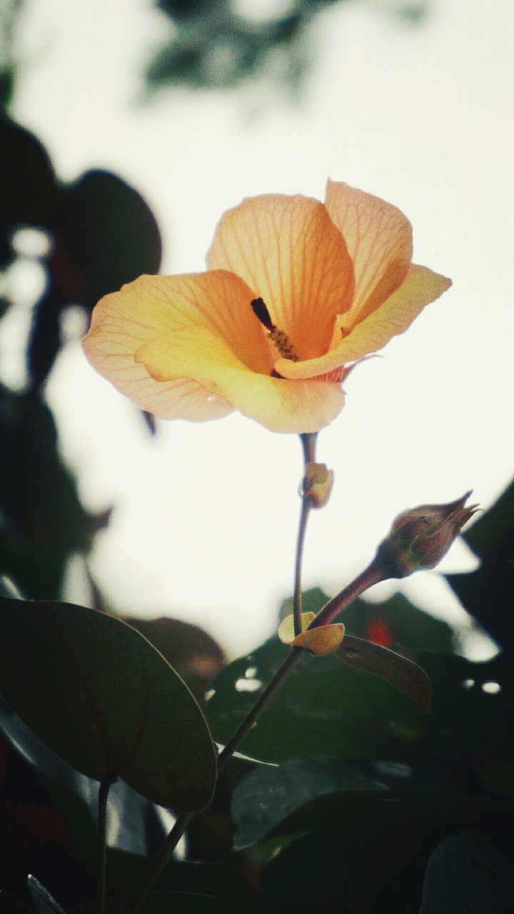 Delicate beauty