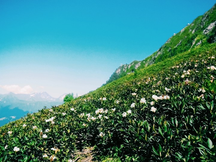 Flore in Mountains