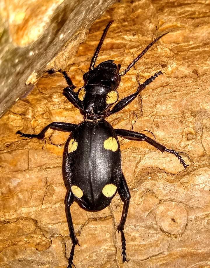 Bug