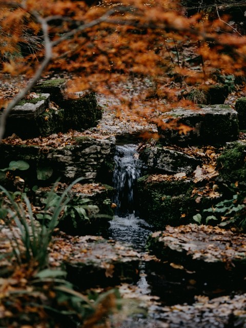 stream, bryophyte Hintergrundbilder