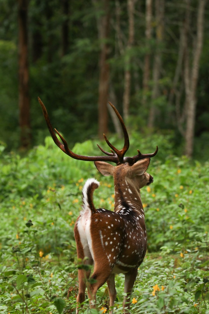 Spotted Deer