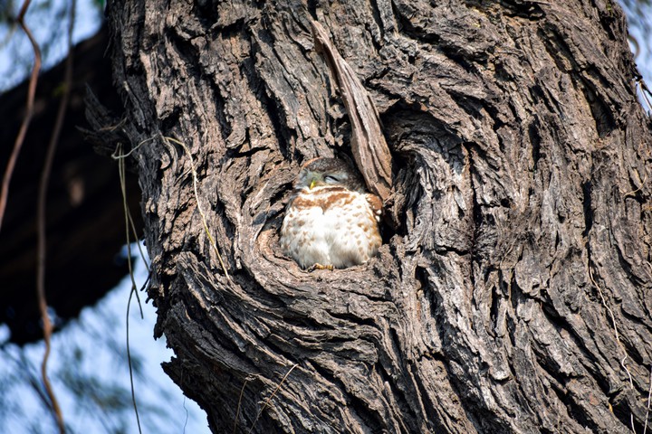 sleepy owl