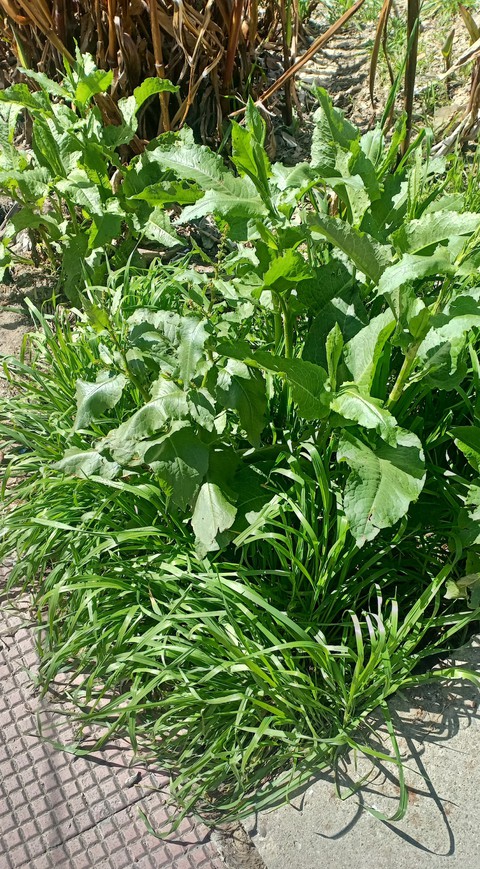 Green grass