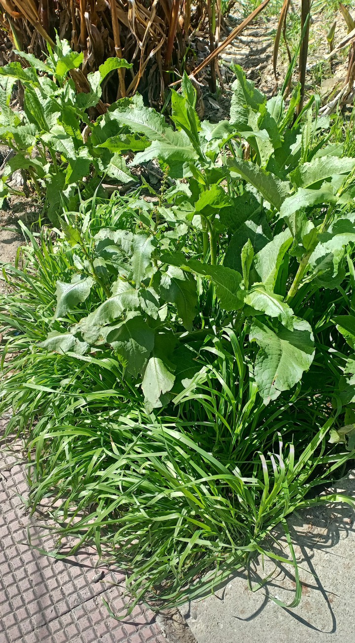Green grass