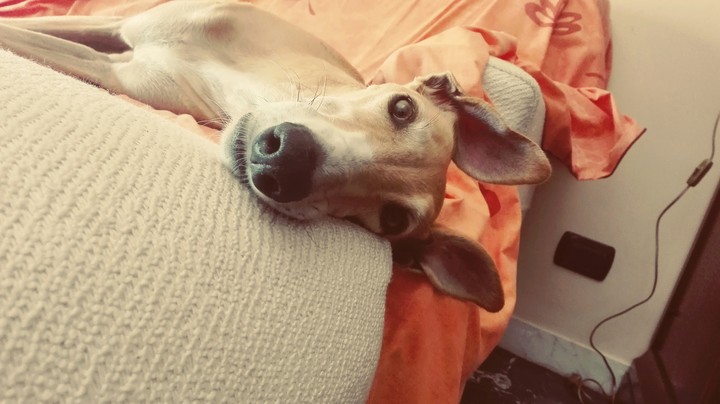 funny dog