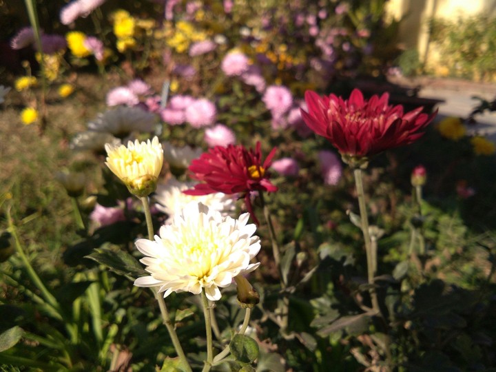 flowers