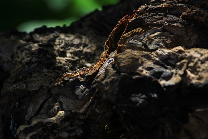 Wood