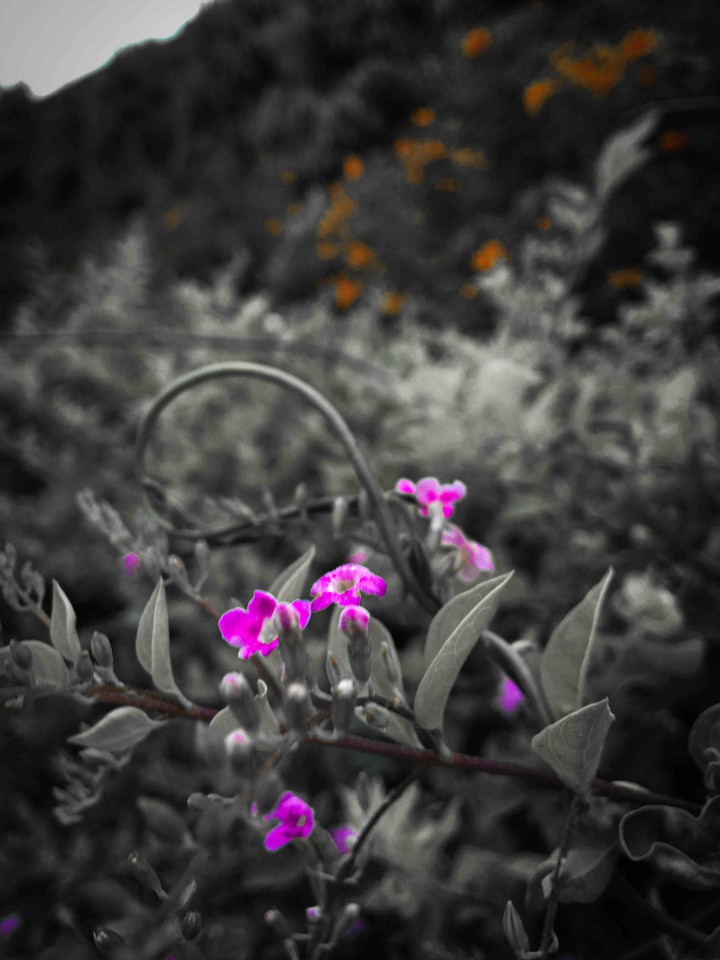 pink