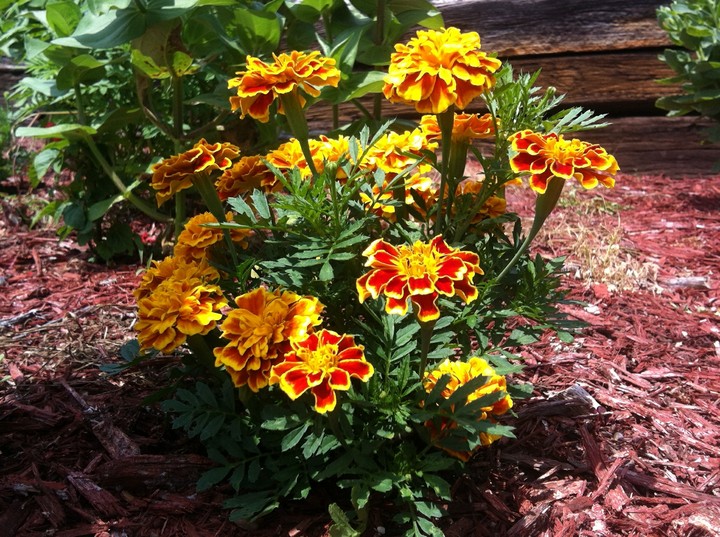 pretty flowers