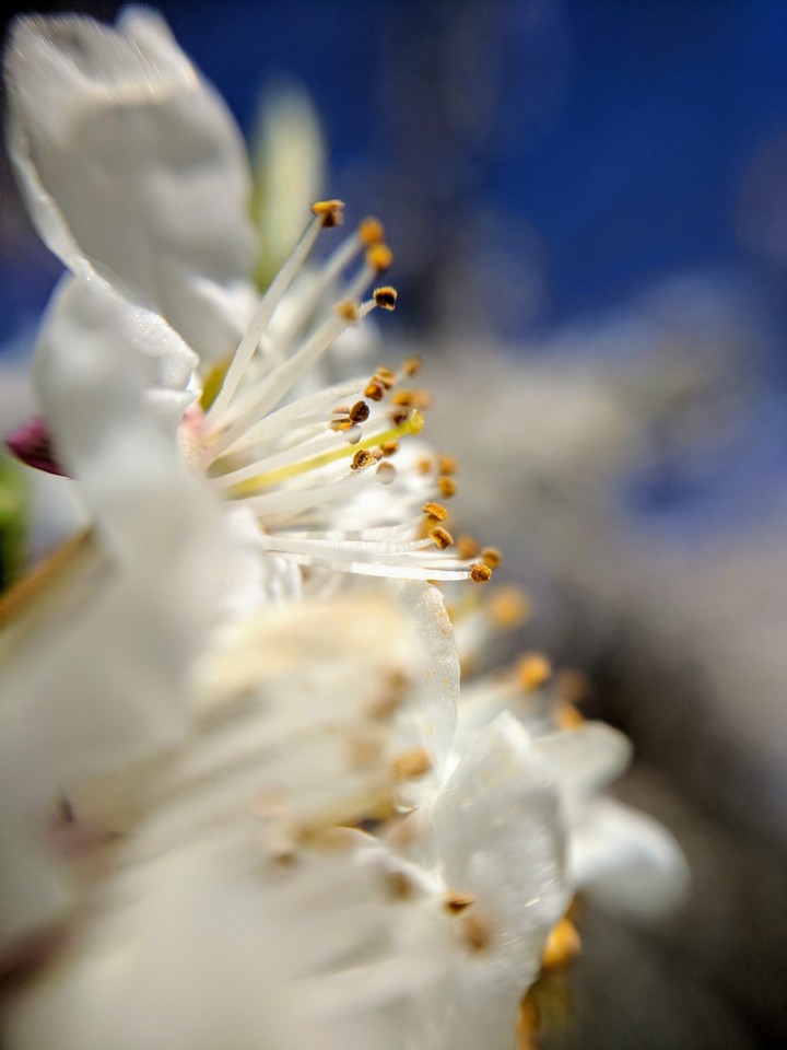 Spring blossom