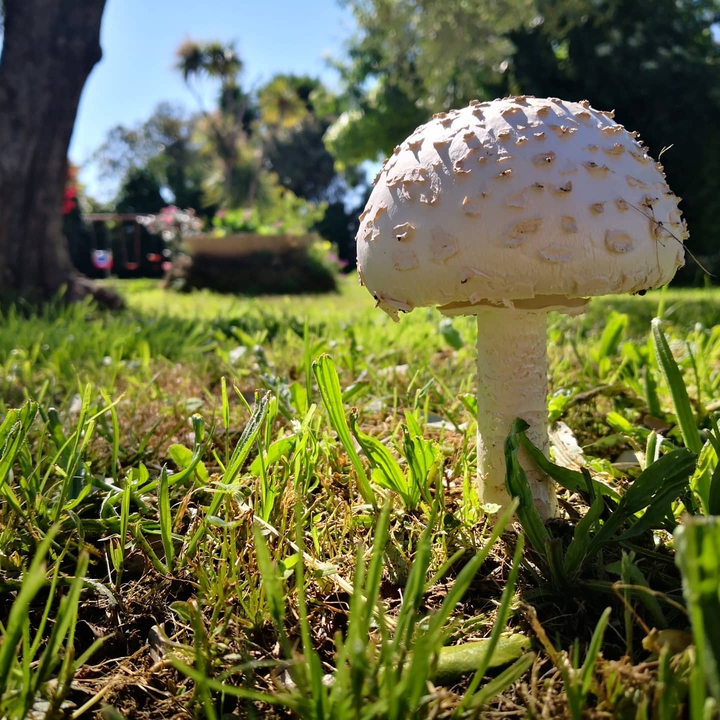 Mushroom