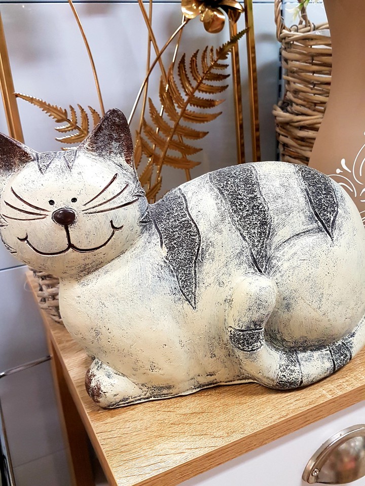 gatto
