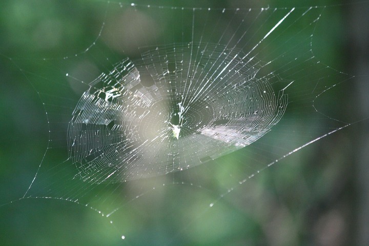 Spiders Web