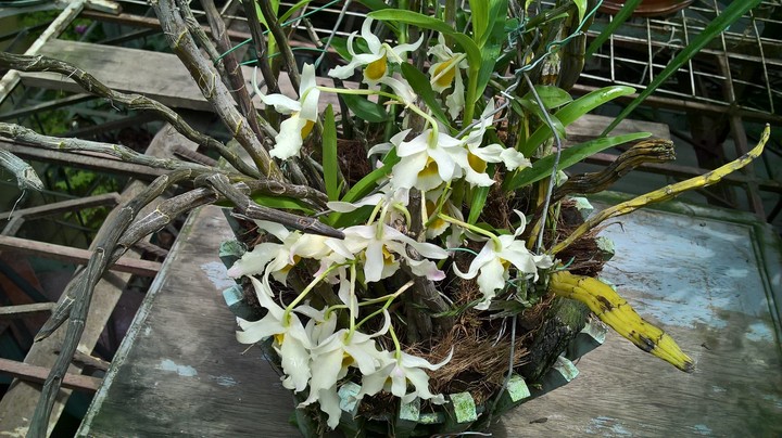 My orchids