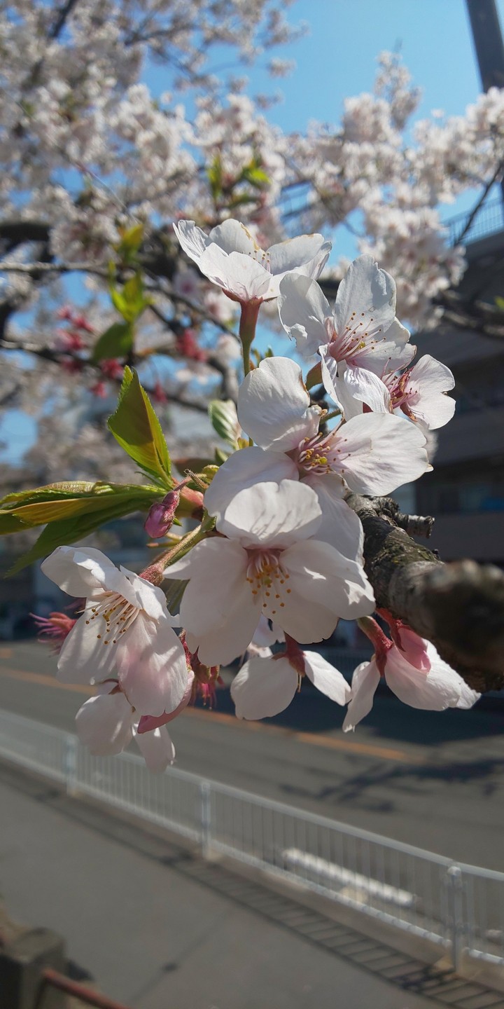 桜