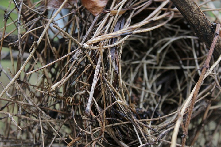 abandoned nest