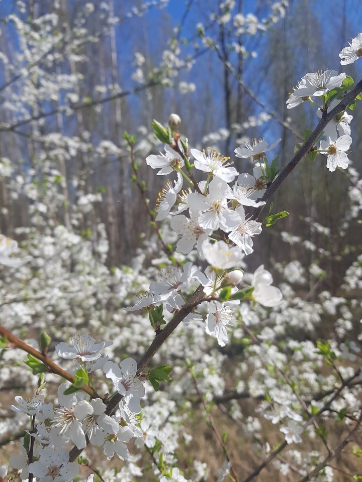 Weiße Blüten
