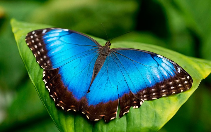 Blue butterfly.