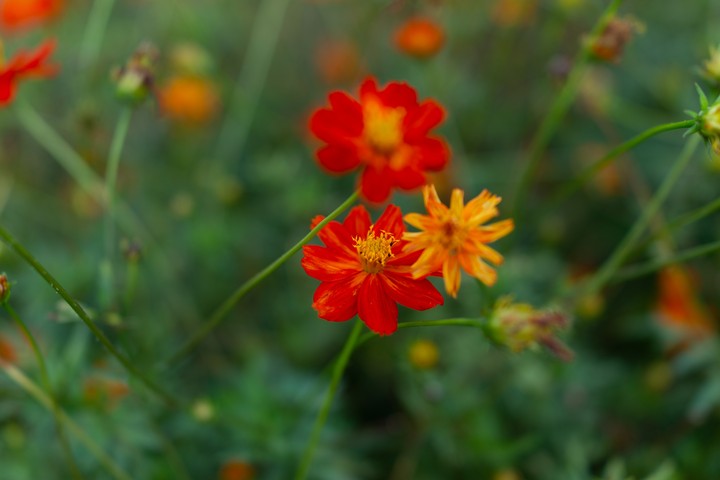 jardín