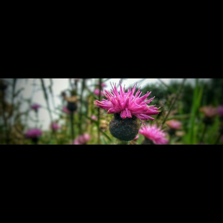 Awesome Flowers