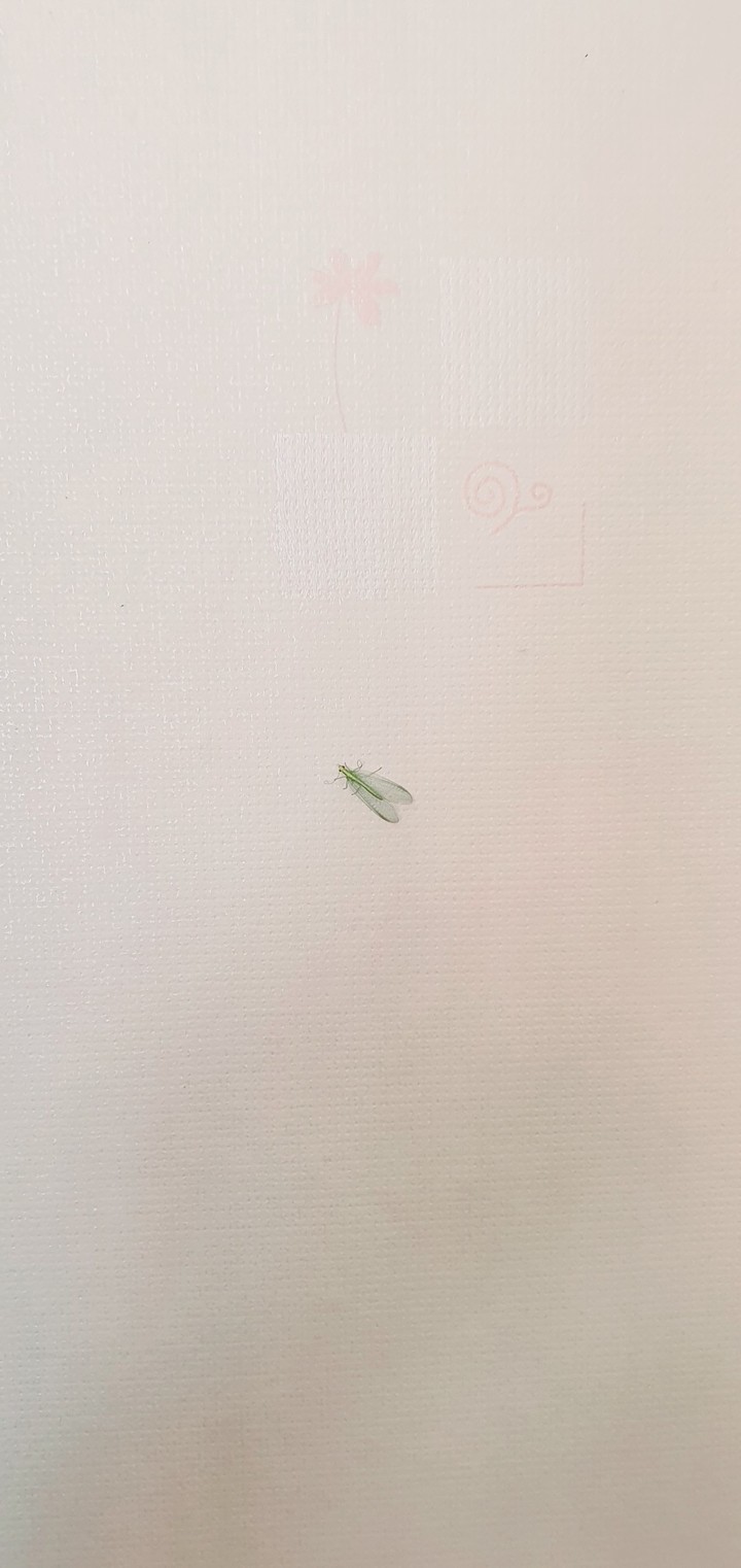 green insect