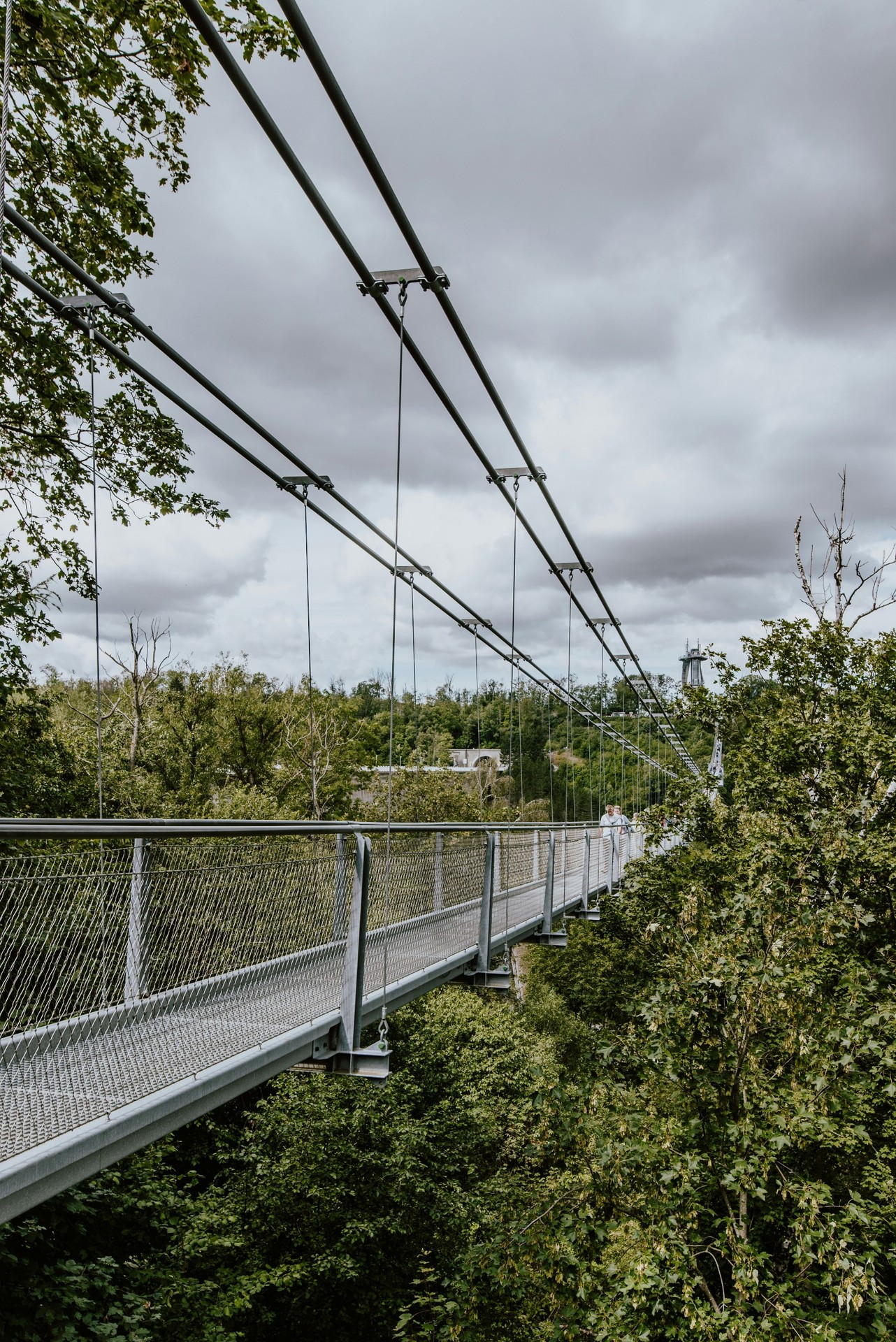 hình nền Bridge, jungle