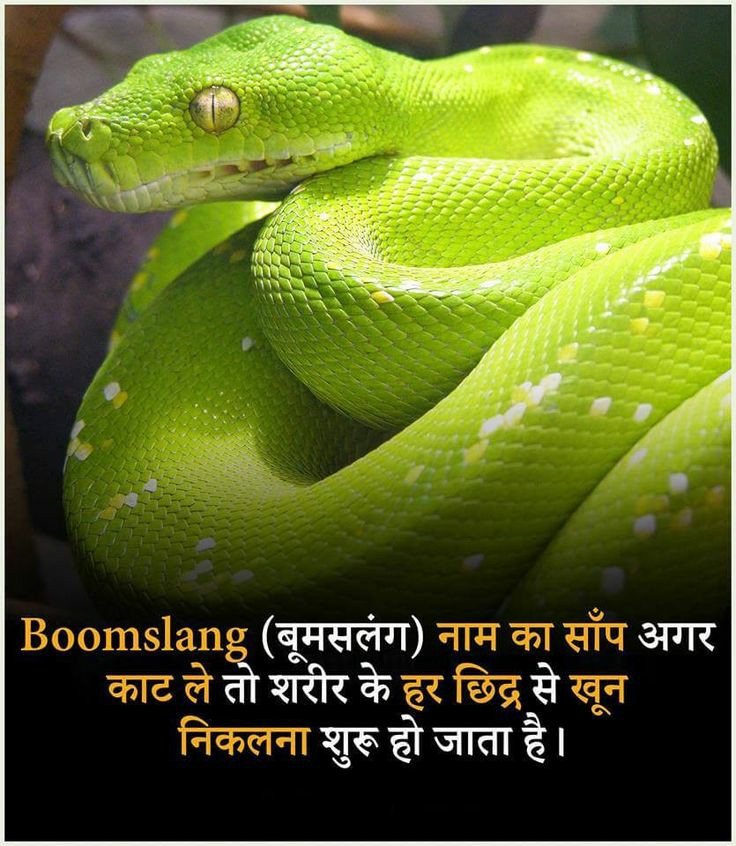 did you know.... about boomslang snake??