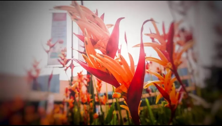 flowers 234