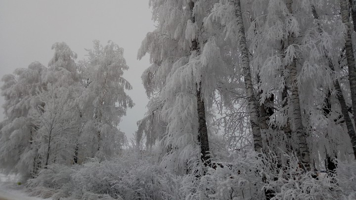 Березы