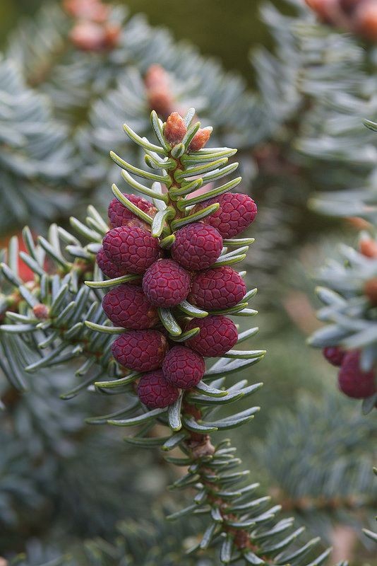 Pine