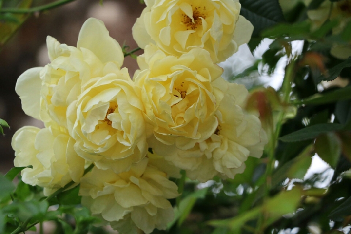 yellow roses