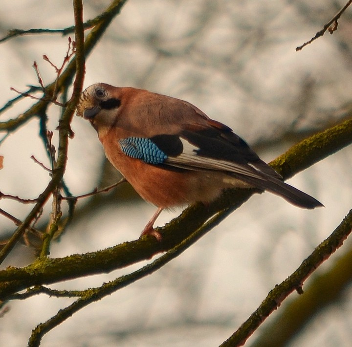 Bird