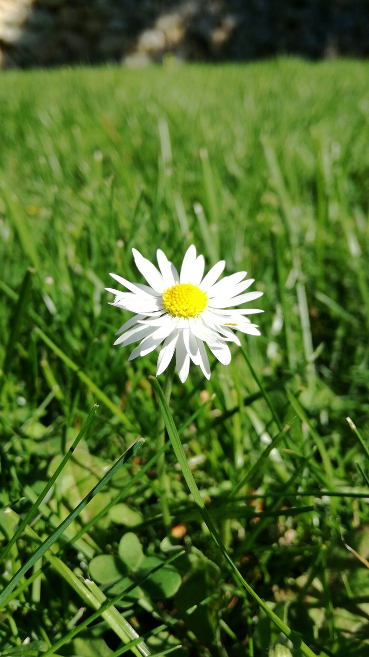 Margherita al sole