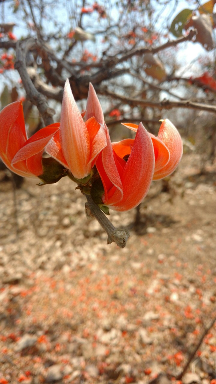 tesu flower