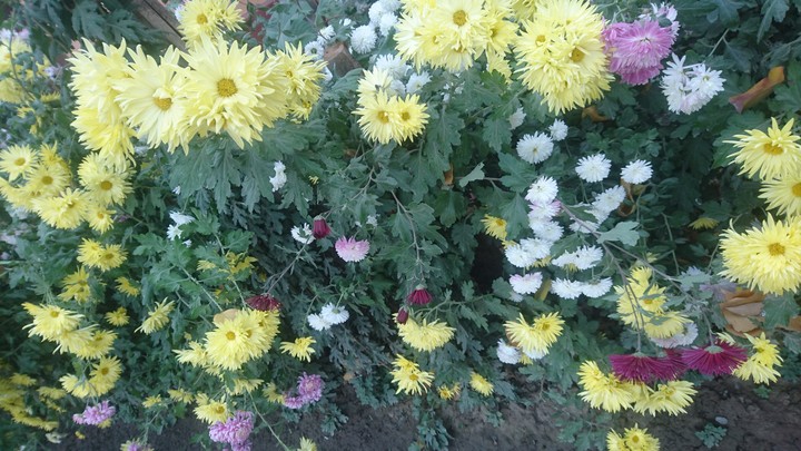 Romashki