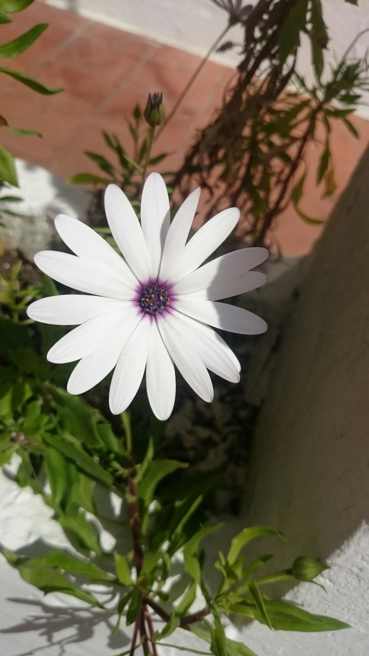 Purple centre