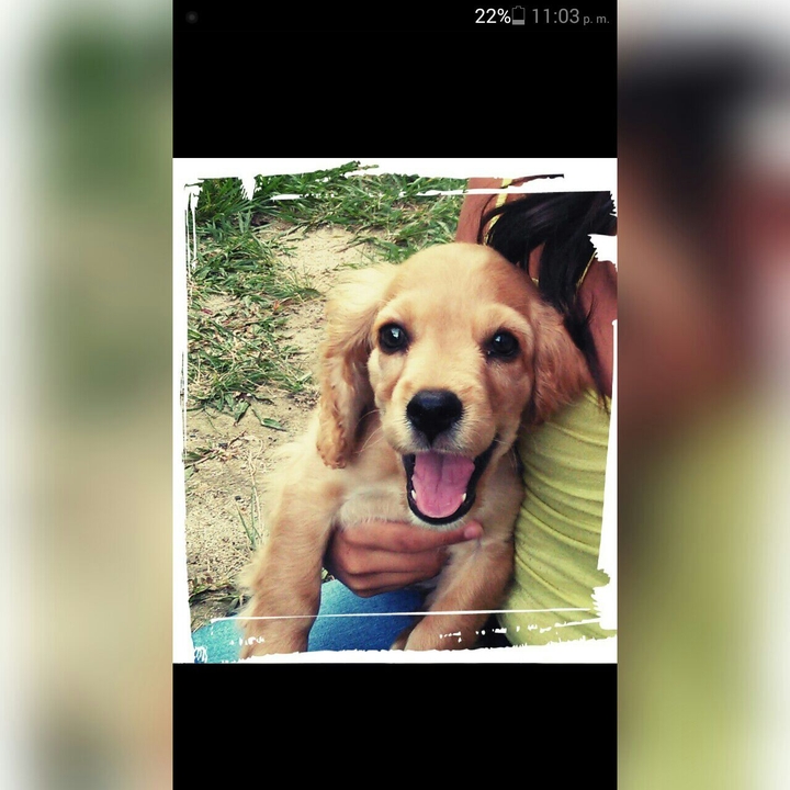 perro lindo