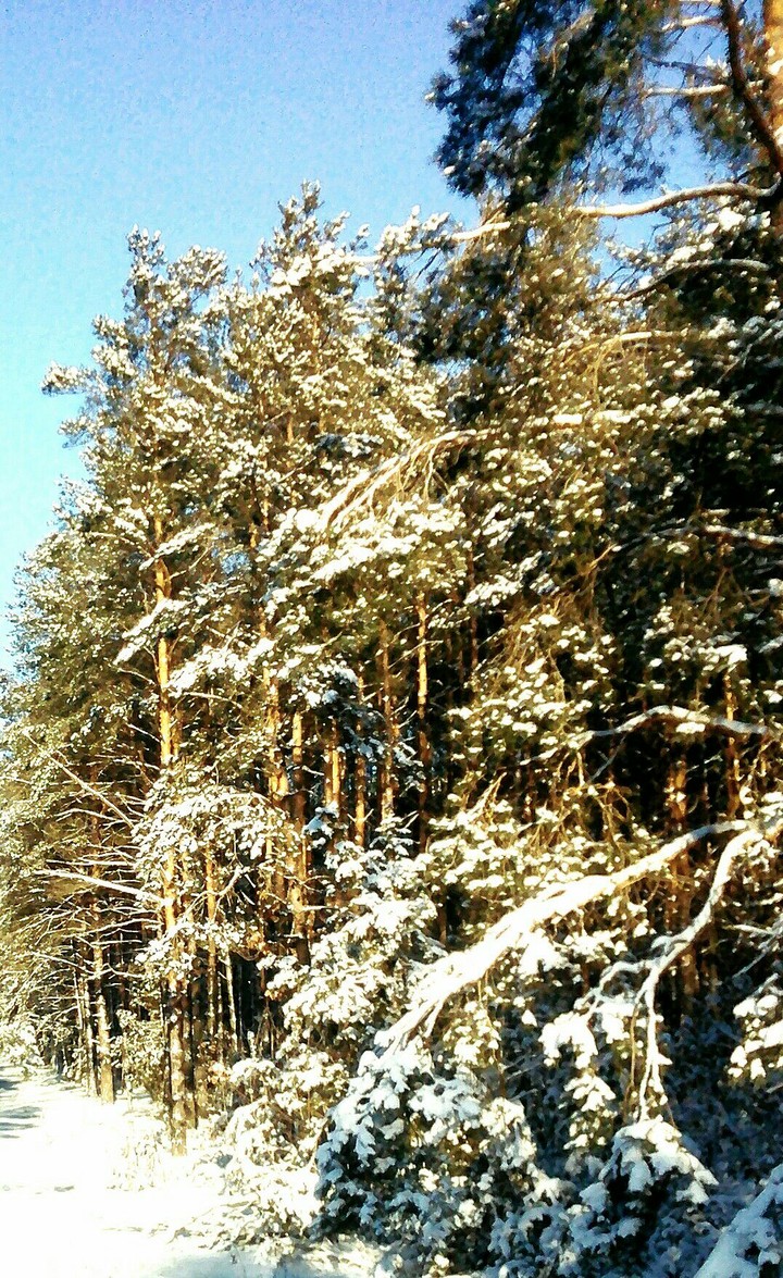 Зимний лес