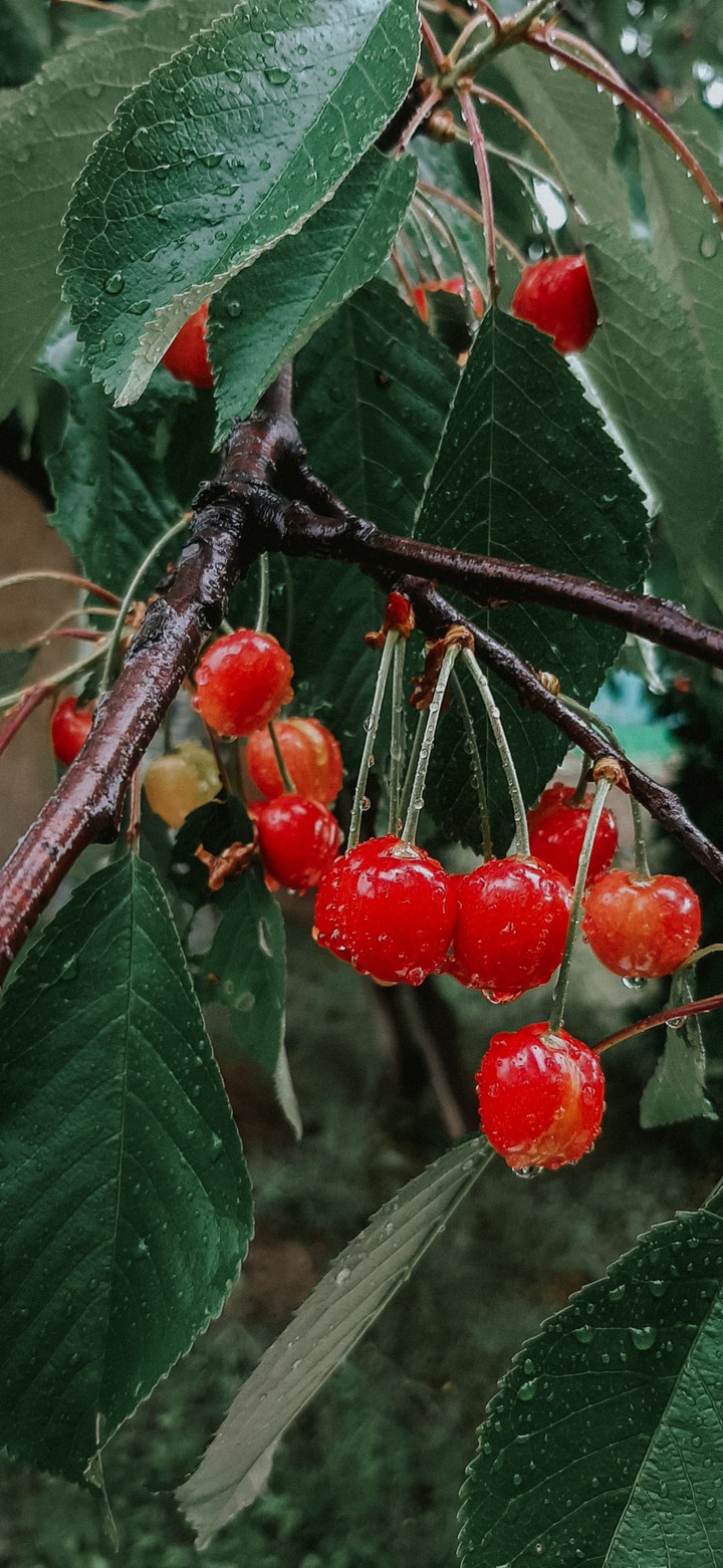 cherries in the rain??