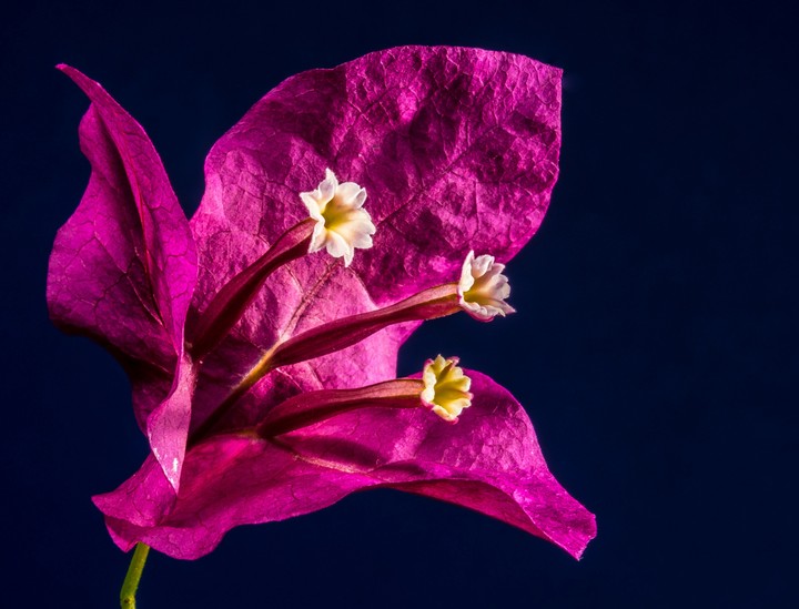 Lovely pink