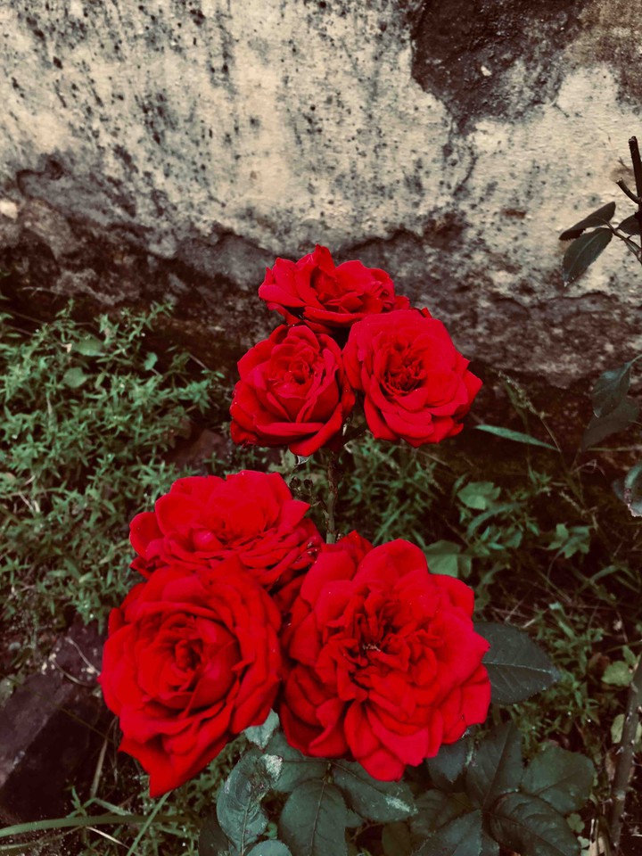 pair of LOVE