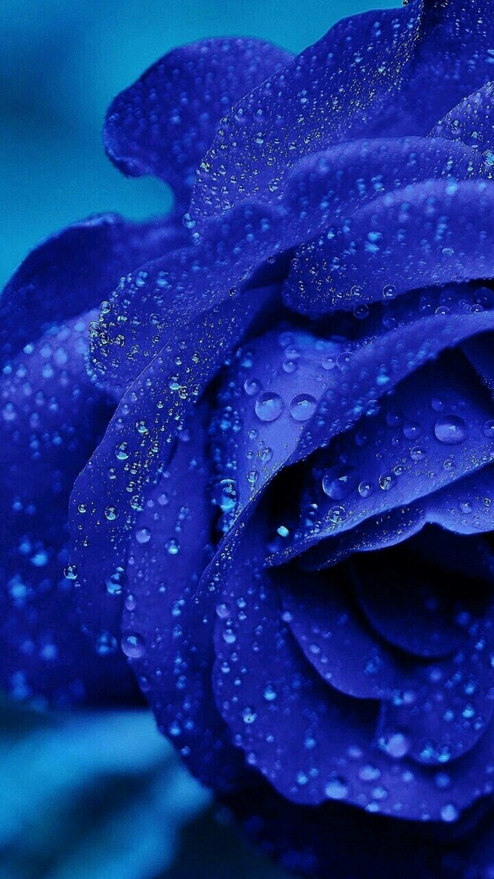 Blue Beauty
