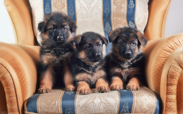3 German shepherd,3 немецкие овчарки