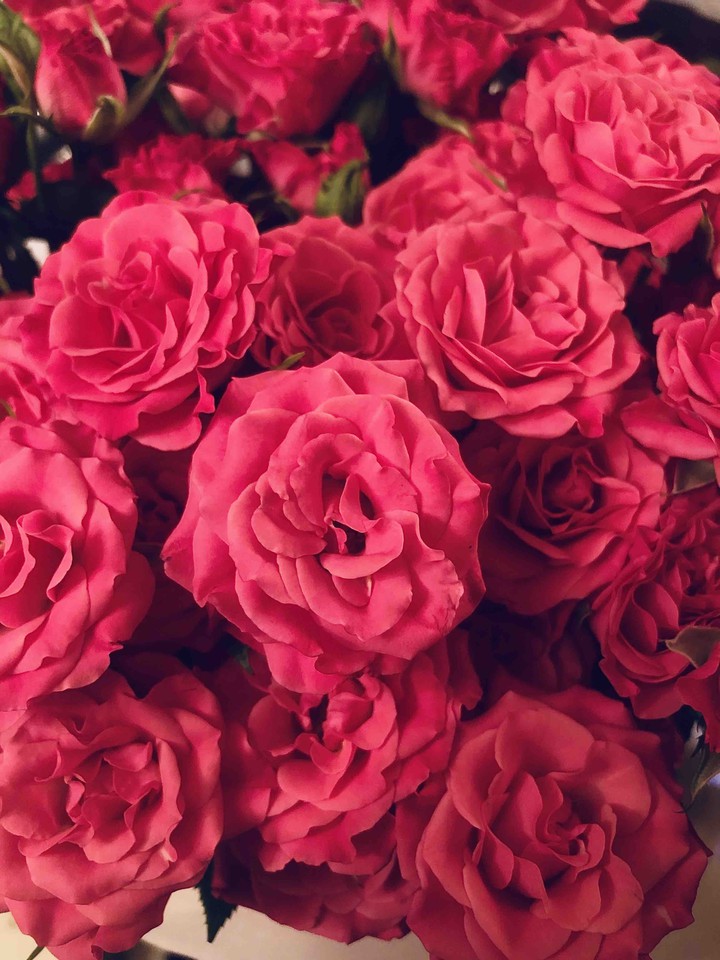 rose