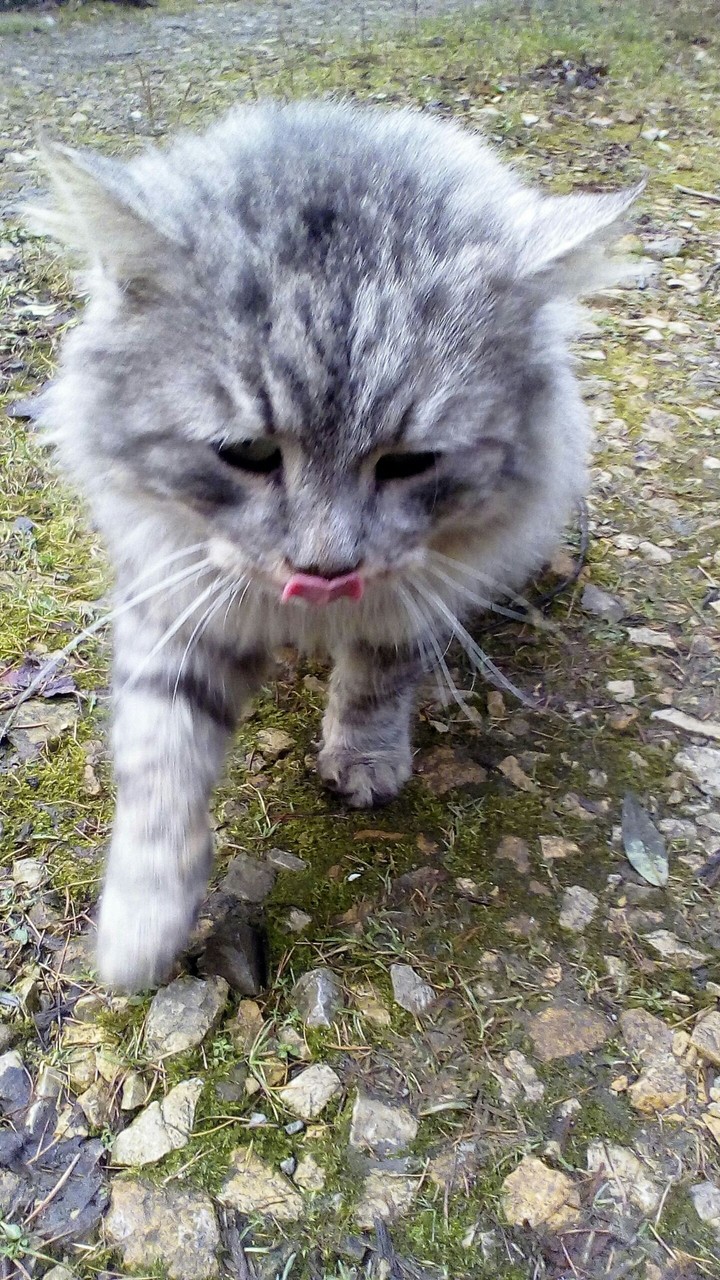 cat