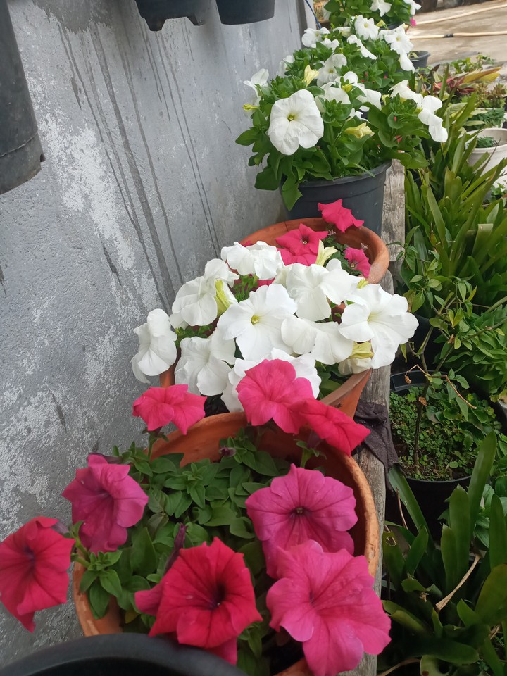 home garden
