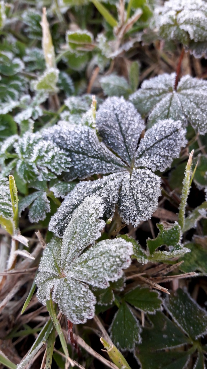 Snowy