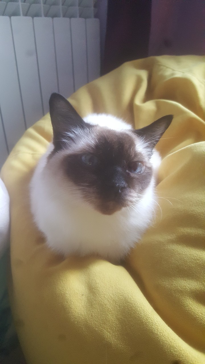 кошка