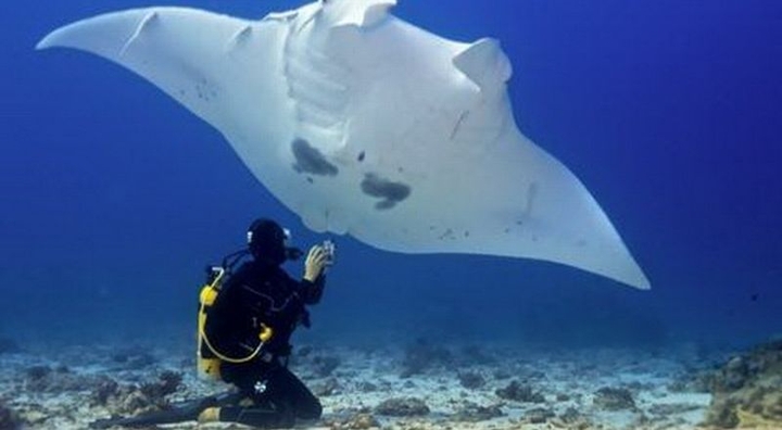 Manta. Sangalaki - Derawan island Berau Indonesia.